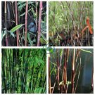 Fresh Black Bamboo (Fargesia Sp Jiuzhaigou 4) 40 Seeds