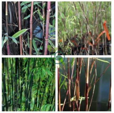 Fresh Black Bamboo (Fargesia Sp Jiuzhaigou 4) 40 Seeds