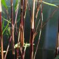 Fresh Black Bamboo (Fargesia Sp Jiuzhaigou 4) 40 Seeds