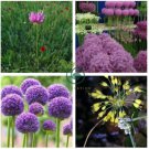 Flower Plant Purple Allium Gorgeous 400 Seeds