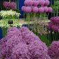 Flower Plant Purple Allium Gorgeous 400 Seeds