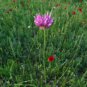 Flower Plant Purple Allium Gorgeous 400 Seeds