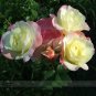 New Kathy Wade Hybrid Rose Shrub 100 Seeds