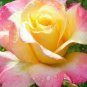 New Kathy Wade Hybrid Rose Shrub 100 Seeds