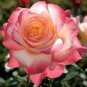 New Kathy Wade Hybrid Rose Shrub 100 Seeds