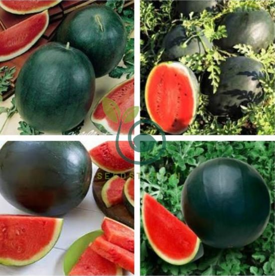 Big Black Skin Red Seedless Watermelon Organic 40 Seeds