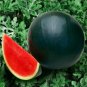 Big Black Skin Red Seedless Watermelon Organic 40 Seeds