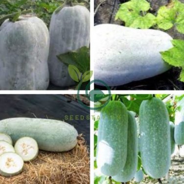 Heirloom White Wax Gourd Vegetables 24 Seeds