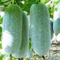 Heirloom White Wax Gourd Vegetables 24 Seeds