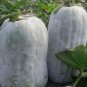 Heirloom White Wax Gourd Vegetables 24 Seeds