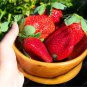 Fragaria Ananassa Rare Giant Flat Strawberry 200 Seeds