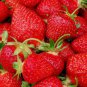 Fragaria Ananassa Rare Giant Flat Strawberry 200 Seeds