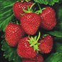 Fragaria Ananassa Rare Giant Flat Strawberry 200 Seeds