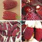 Heirloom Red Popping Corn 16 Seeds