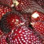 Heirloom Red Popping Corn 16 Seeds