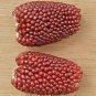Heirloom Red Popping Corn 16 Seeds