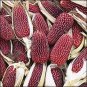 Heirloom Red Popping Corn 16 Seeds
