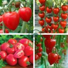 Heart-Shaped Tomatoberry Garden Tomato Hybrid 200 Seeds