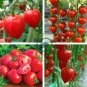 Heart-Shaped Tomatoberry Garden Tomato Hybrid 200 Seeds