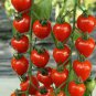 Heart-Shaped Tomatoberry Garden Tomato Hybrid 200 Seeds