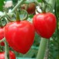 Heart-Shaped Tomatoberry Garden Tomato Hybrid 200 Seeds
