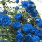 Rare Blue Climbing Rose 200 Seeds