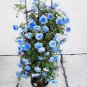 Rare Blue Climbing Rose 200 Seeds