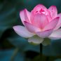 Pink Lotus Flower 2 Seeds