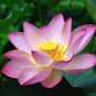 Pink Lotus Flower 2 Seeds