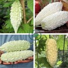 White Ultra Rare Bitter Melon Bitter Gourd 20 Seeds