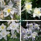 White Columbines Aquilegia 70 Seeds