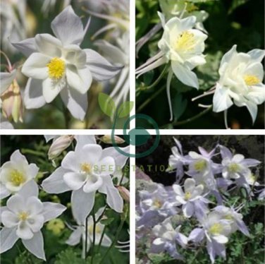 White Columbines Aquilegia 70 Seeds
