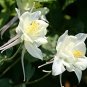 White Columbines Aquilegia 70 Seeds