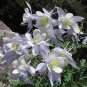 White Columbines Aquilegia 70 Seeds