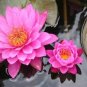 Rare Mixed Colors Lotus Beautiful Flowers 40 Seeds