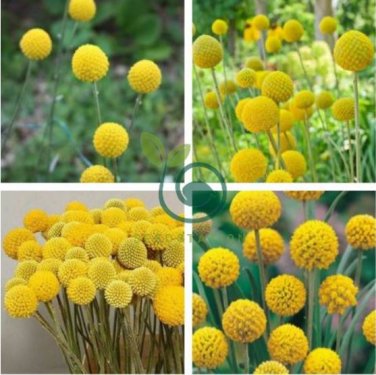 Rare Beautiful Golden Yellow Craspedia Flowers 20 Seeds