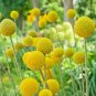 Rare Beautiful Golden Yellow Craspedia Flowers 20 Seeds