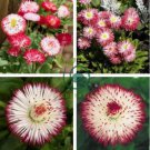 Bellis Perennis White Red Daisy Annual Flowers 100 Seeds