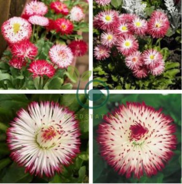 Bellis Perennis White Red Daisy Annual Flowers 100 Seeds