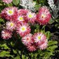 Bellis Perennis White Red Daisy Annual Flowers 100 Seeds