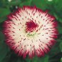 Bellis Perennis White Red Daisy Annual Flowers 100 Seeds