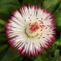 Bellis Perennis White Red Daisy Annual Flowers 100 Seeds