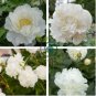 Heirloom White Peony 10 Seeds