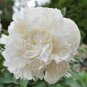 Heirloom White Peony 10 Seeds