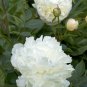 Heirloom White Peony 10 Seeds