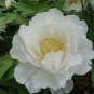 Heirloom White Peony 10 Seeds