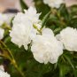 Heirloom White Peony 10 Seeds