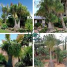 BEAUCARNEA recurvata Ponytail Palm 10 Seeds