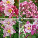 Pink Aquilegia Garden Columbine with white inside 100 Seeds