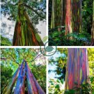 Rainbow Eucalyptus Deglupta Tree 10 Seeds